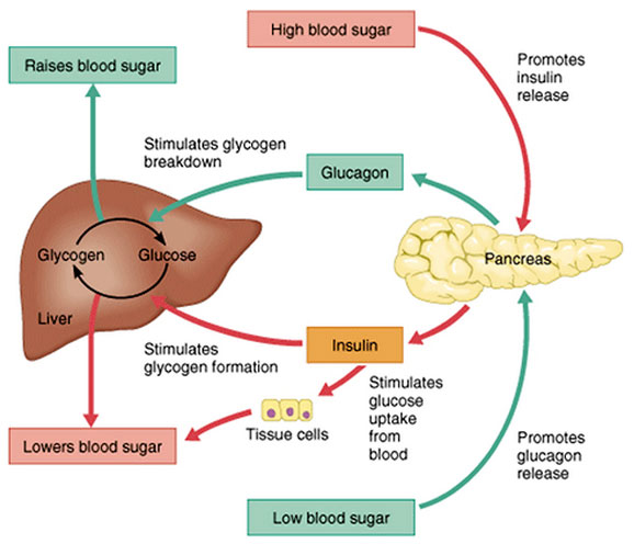 Diagram of insulin and glucagon in action