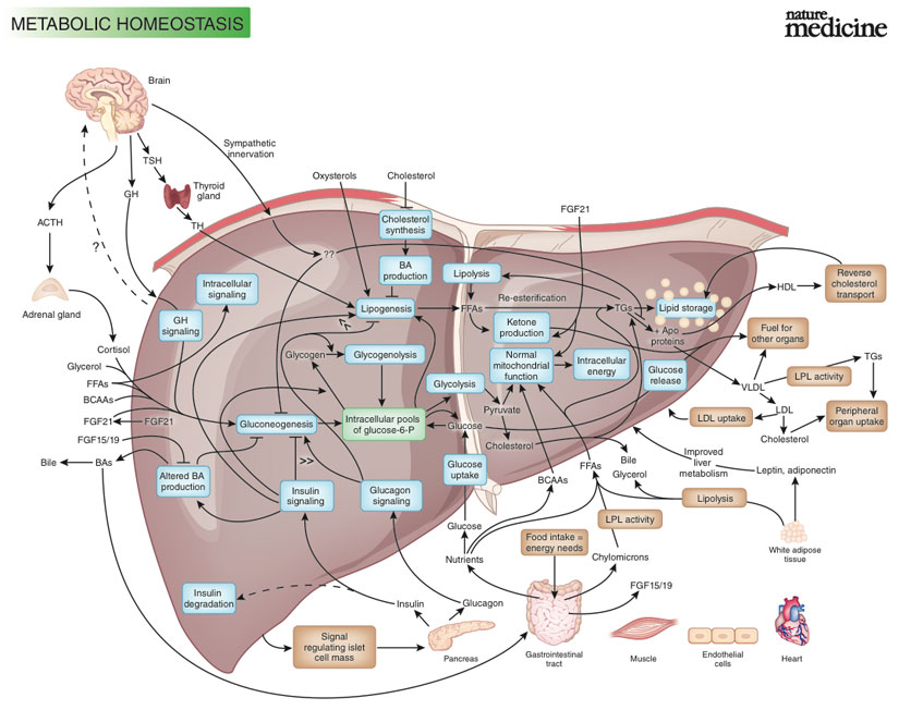 DIagram of metabolic homeostatis for the super nerdy